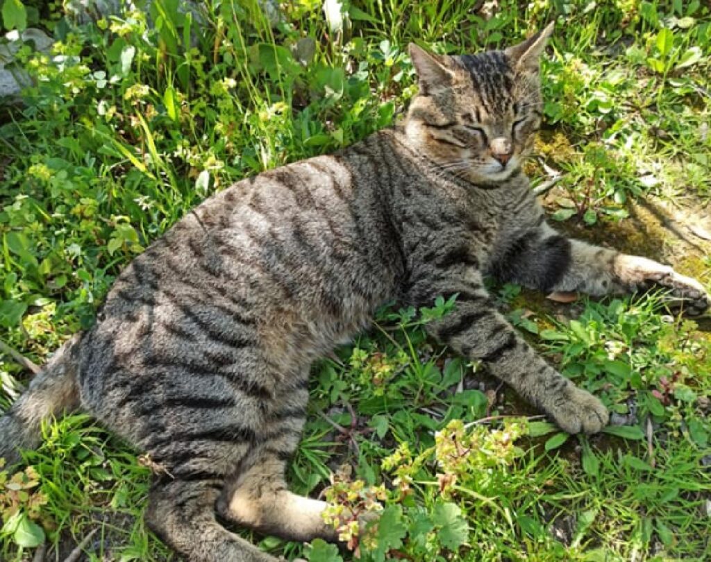 gatto soriano disteso sul prato 