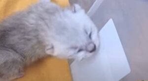 Il cucciolo della gattina Chloe sta finalmente bene ed è fuori pericolo (VIDEO)