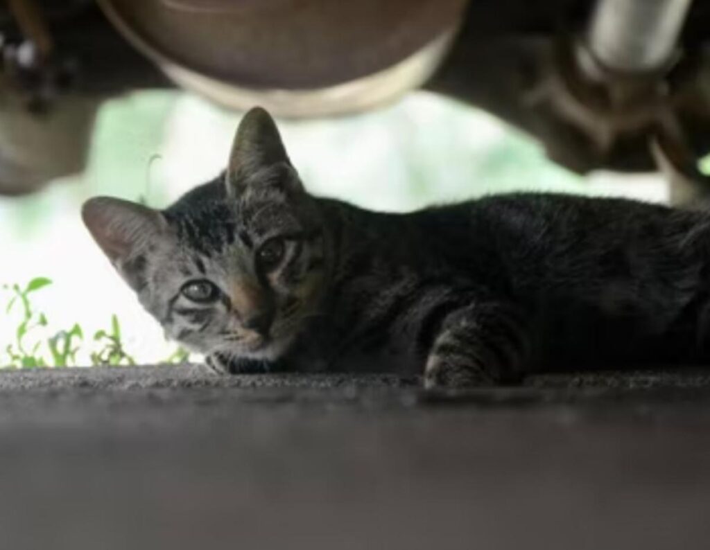 gatto sotto auto