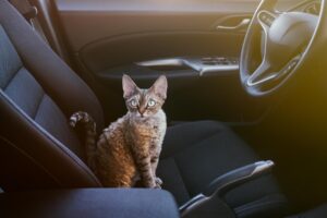 Cucciolo di gatto rapito da una coppia in auto