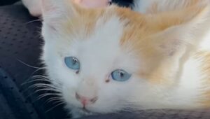 La dolcissima gattina Penny ha trovato una famiglia davvero speciale (VIDEO)