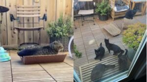 La donna pianta erba gatta nel suo giardino e attira tutti i gatti randagi della zona