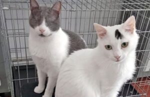 Due gattini inseparabili cercano una casa che li accolga