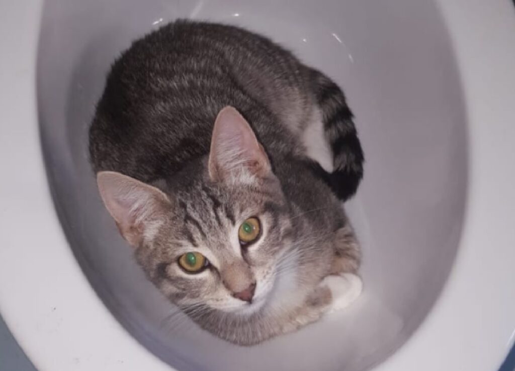 ugo gatto riposa nel lavandino 