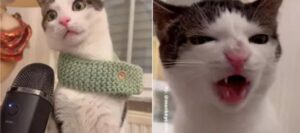 Il web ossessionato dal modo in cui mangia questa gattina: video ASMR