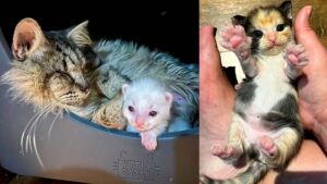 La gattina cieca mette al mondo i suoi piccoli e contemporaneamente trova finalmente una casa