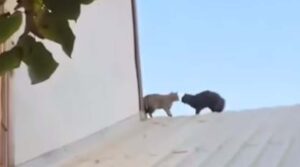 Due gatti si azzuffano sul tetto di un minimarket e poi precipitano in strada (VIDEO)