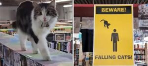 La libreria ha esposto dei divertenti cartelli di avvertimento per i gatti che vagano e saltano dall’alto