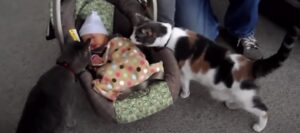 Le diverse reazione dei gatti che incontrano il bebè per la prima volta