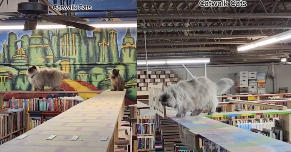 La libreria ha esposto dei divertenti cartelli di avvertimento per i gatti che vagano e saltano dall'alto