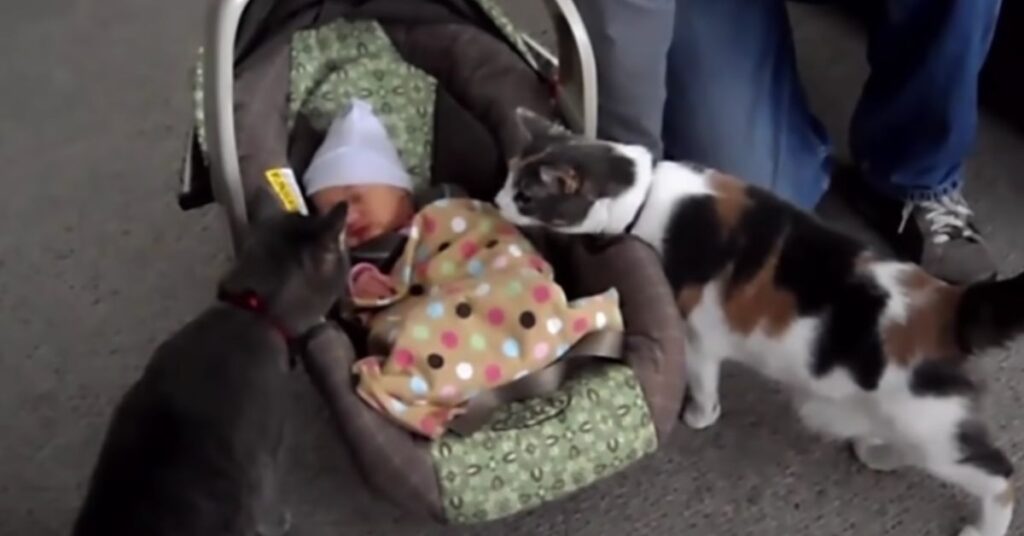 Il web è pieno di video di questi dolcissimi primi incontri tra i gatti e i neonati. Guarda tutte le loro reazioni!
