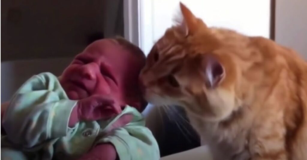 Il web è pieno di video di questi dolcissimi primi incontri tra i gatti e i neonati. Guarda tutte le loro reazioni!