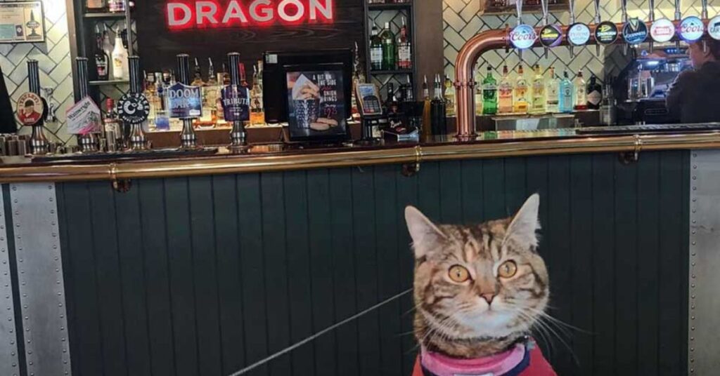 Gattina avventurosa che viaggia e frequenta i pub con il suo umano e diventa una celebrità locale