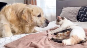 Gattina incontra un Golden Retriever per la prima volta (VIDEO)