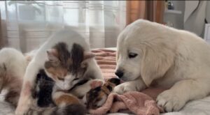 Gattina incontra un cucciolo di Golden Retriever per la prima volta (VIDEO)