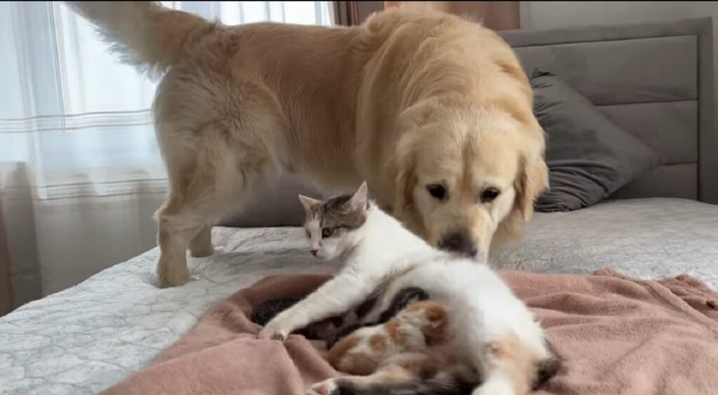 gattina incontra un cane per la prima volta