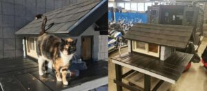Le forze dell’ordine adottano una gattina e le costruiscono una bellissima casa