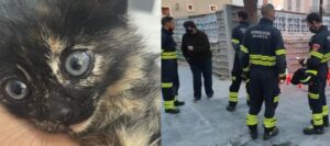 Una gattina intrappolata per cinque giorni nella "fossa degli orrori" ad Almería