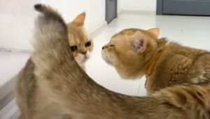 Gattina Kira dimentica i cuccioli ogni volta che vede il suo compagno (VIDEO)