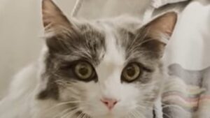 La gattina Roadie è sopravvissuta alla strada e ora ha una famiglia che la ama (VIDEO)