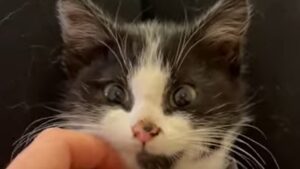 La gattina aggressiva Luci ha vissuto con la rabbia del cuore; il suo cambiamento (VIDEO)