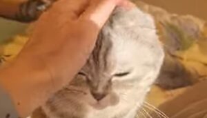 Gattina Chloe dà di matto e mette in pericolo la vita del suo cucciolo (VIDEO)