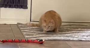 Gattina domestica Carrot non riesce a staccarsi dal suo giocattolo di compleanno (VIDEO)