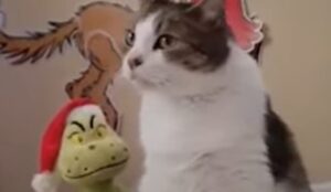 Gattina domestica Ella adora guardare sempre il suo cartone preferito: “Il Grinch” (VIDEO)