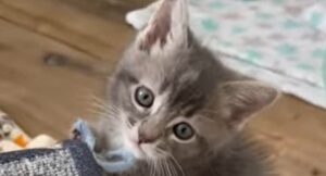 La gattina malformata Jitterbug ha trovato qualcuno che lotta per aiutarla con la sua patologi (VIDEO)