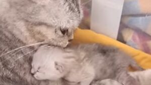 Gattina mamma Chloe è felice finalmente dopo aver vissuto tanta sofferenza (VIDEO)