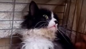 Gattina randagia traumatizzata non si fida del genere umano; la sua storia (VIDEO)