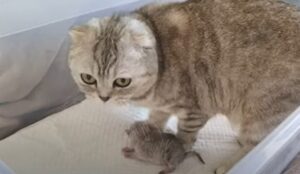 Gattina triste Chloe cerca ancora il suo primogenito che però non è sopravvissuto (VIDEO)