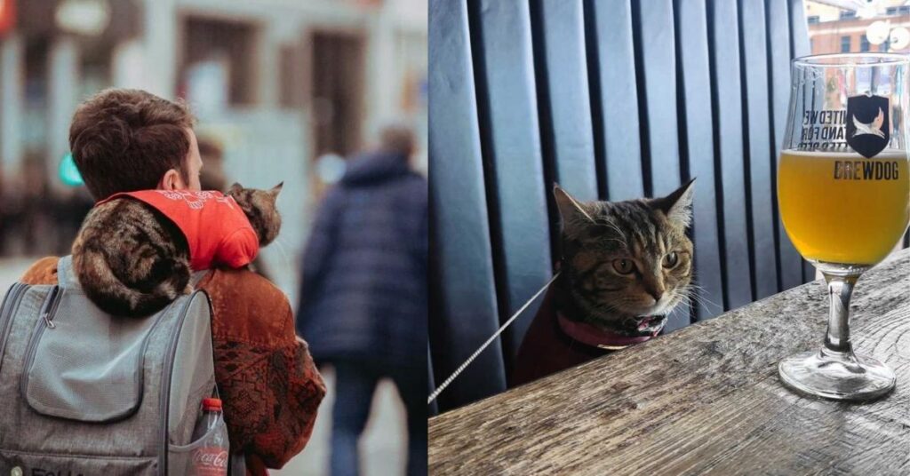 Gattina avventurosa che viaggia e frequenta i pub con il suo umano e diventa una celebrità locale