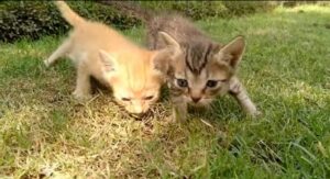 Gattini escono fuori casa per la prima volta (VIDEO)