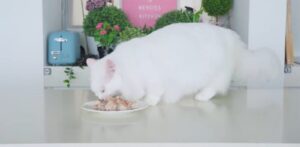 Gattini provano a mangiare carne di coniglio per la prima volta (VIDEO)