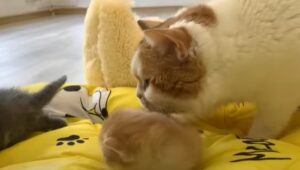 Due gattini cuccioli incontrano l’ultimo membro peloso della grande famiglia (VIDEO)