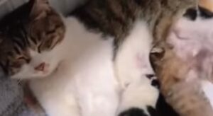 Gattini cuccioli litigano davanti alla madre disperata e rassegnata (VIDEO)