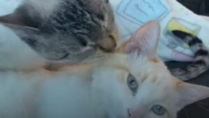 Gattini domestici Lychee e Taro prima si sono odiati e poi hanno iniziato ad amarsi (VIDEO)