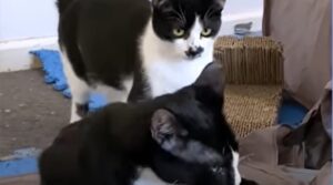 Gattini domestici Splatter e Bugle sono felici grazie alla loro Mary (VIDEO)