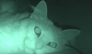 Gattini domestici dormono beatamente sfrattando il proprietario dal suo letto (VIDEO)