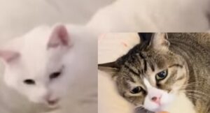 Gattini domestici reagiscono diversamente allo stesso tipo di alimento (VIDEO)