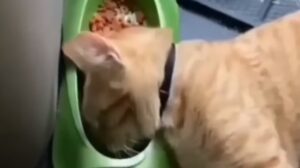Gattini domestici riescono con i loro comportamenti a manifestare i tipici sentimenti che si hanno durante la settimana (VIDEO)