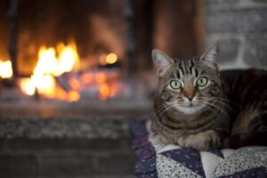 Gattini eroi salvano il padrone dal fumo della stufa
