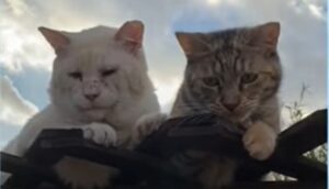 I gattini randagi Sad boy e Lola non riescono a condurre vite separate (VIDEO)