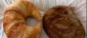 Gattino o croissant? Guarda il simpaticissimo video