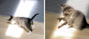 Il gattino curioso scopre il suo primo raggio di sole e lo adora