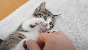 Il gattino Coco comincia dolcemente le proprie giornate (VIDEO)