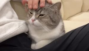 Gattino Mochi non riconosce a causa di un taglio drastico dei suoi capelli (VIDEO)