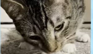 Il gattino Ponderosa è ossessionato dal formaggio e cerca un umano che lo comprenda e lo assecondi (VIDEO)