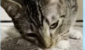 Il gattino Ponderosa è ossessionato dal formaggio e cerca un umano che lo comprenda e lo assecondi (VIDEO)
